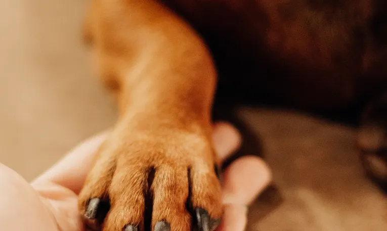Pet Memorial Jewellery: Ashes, Paw Print & Keepsake Guide